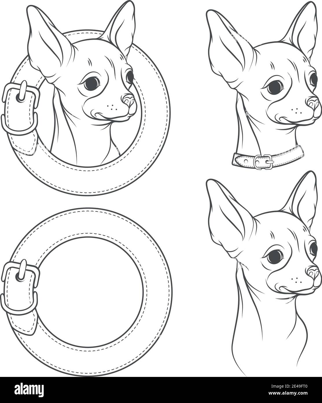 Insieme di disegno vettoriale del chihuahua nel collare. Oggetti isolati su sfondo bianco. Illustrazione Vettoriale