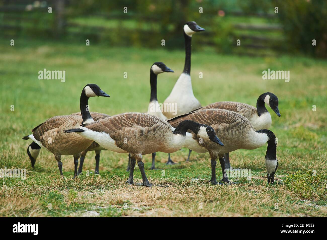 Canada Geese (Branta canadensis) in piedi in un prato, Baviera, Germania Foto Stock