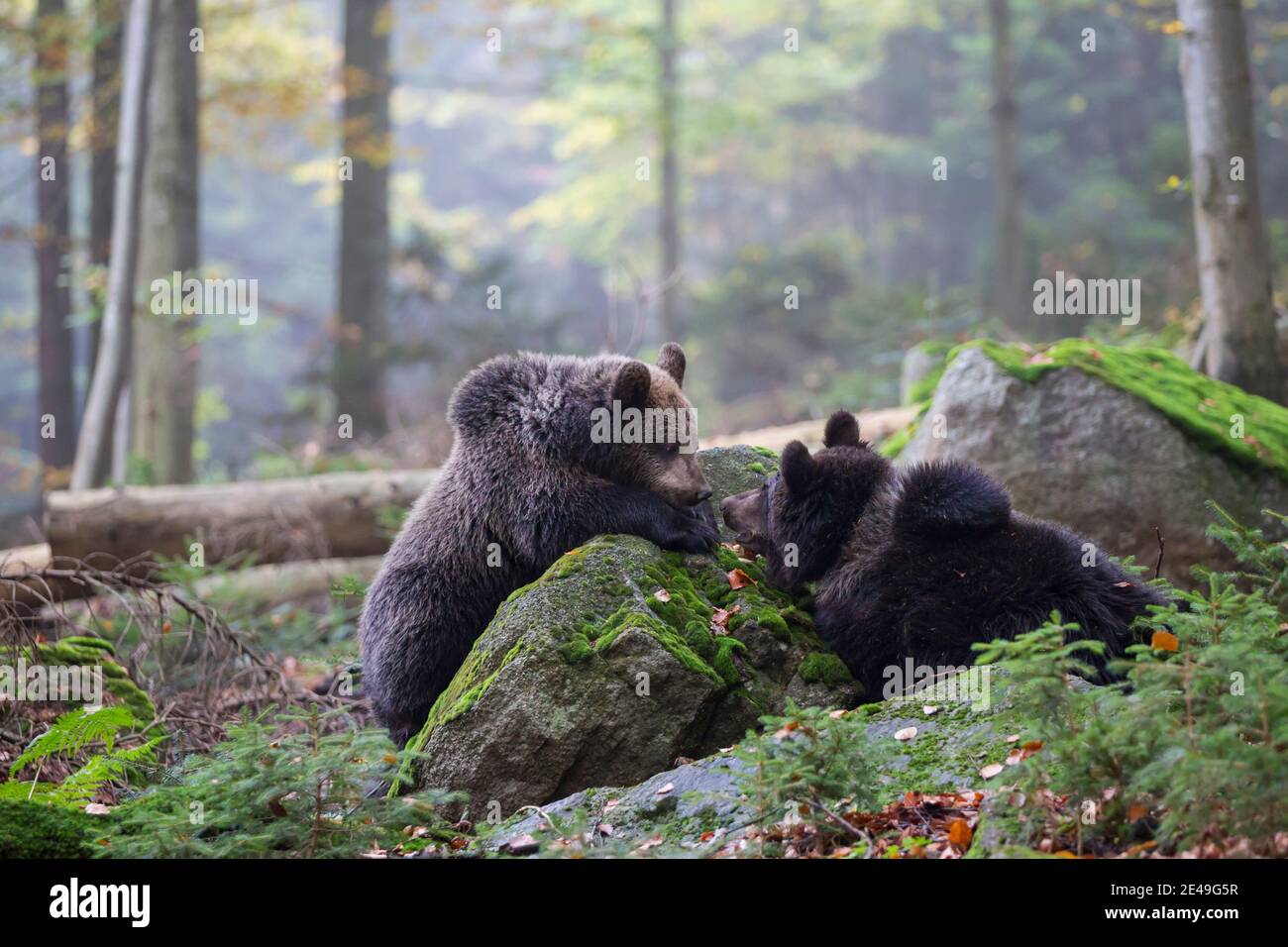 Braunbaer, Ursus arctos, orso bruno Foto Stock