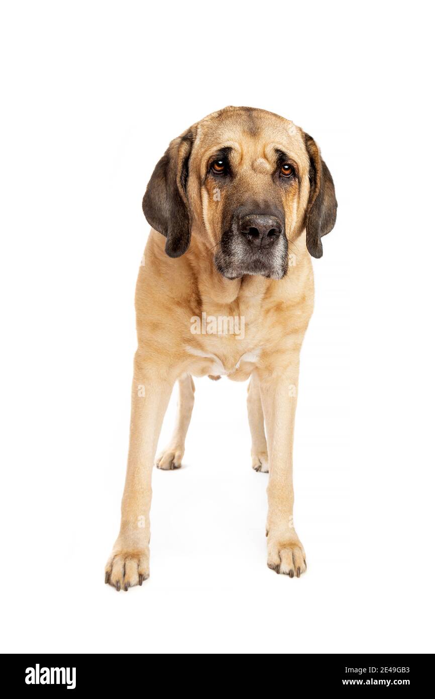 Il cane Broholmer, chiamato anche il Mastiff Danese, davanti ad uno sfondo bianco Foto Stock