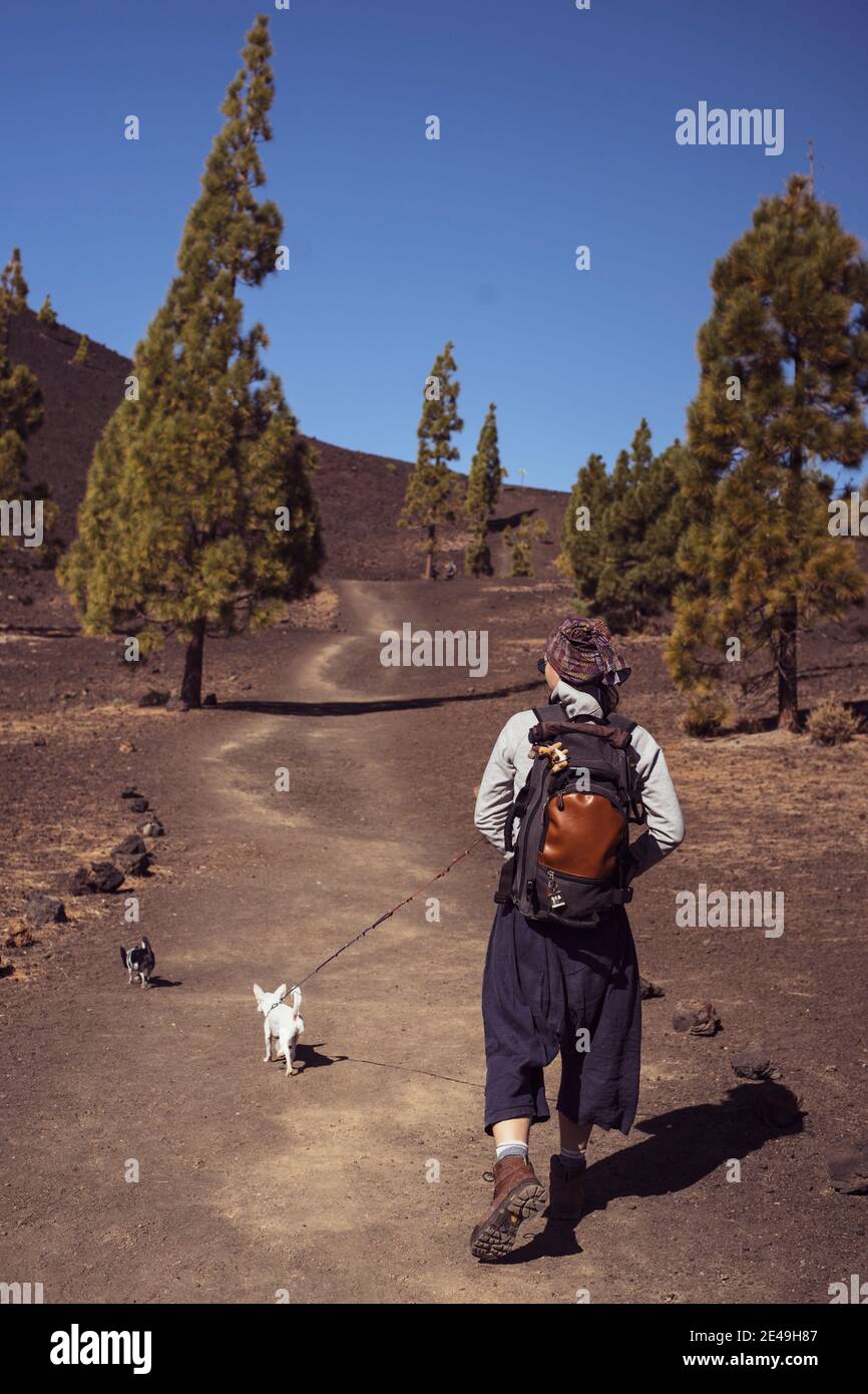 Passeggiate a piedi con due cani chihuhua attraverso il deserto vulcanico secco colline Foto Stock