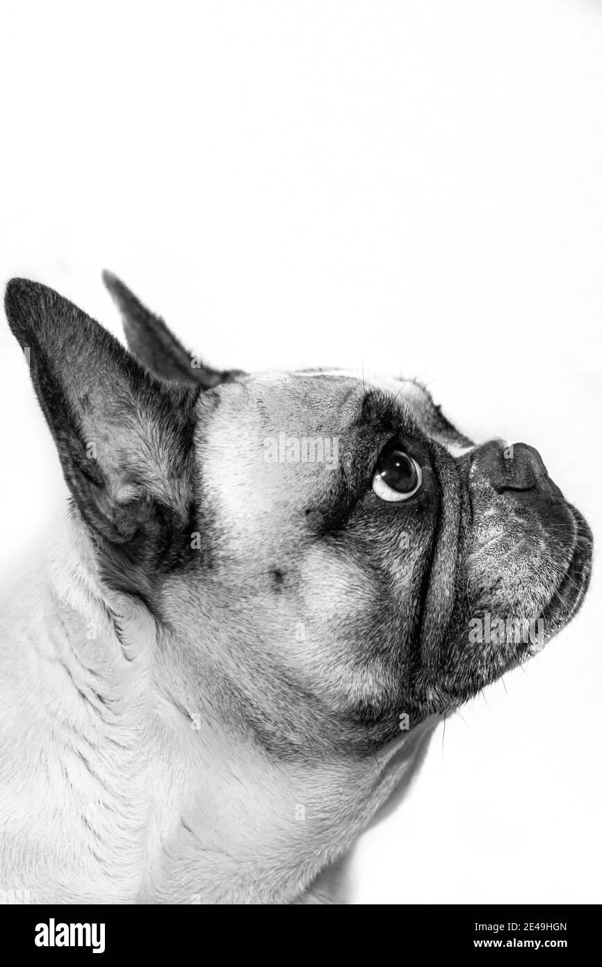 ritratto francese di cane bulldog su sfondo bianco Foto Stock