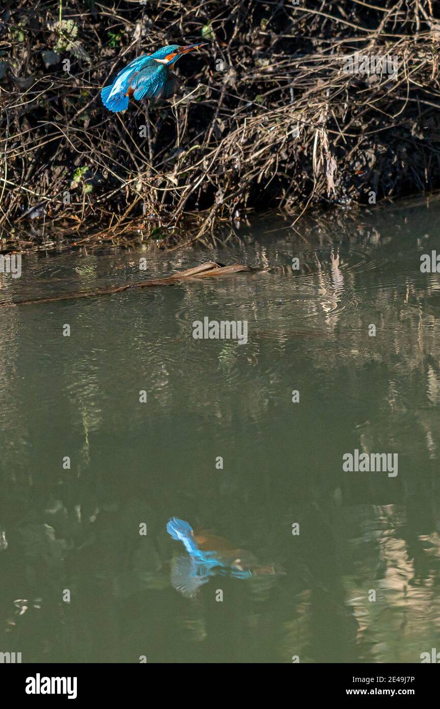 Femmina comune kingfisher, alcedo atthis, caccia e immersione in acqua per il pesce Foto Stock