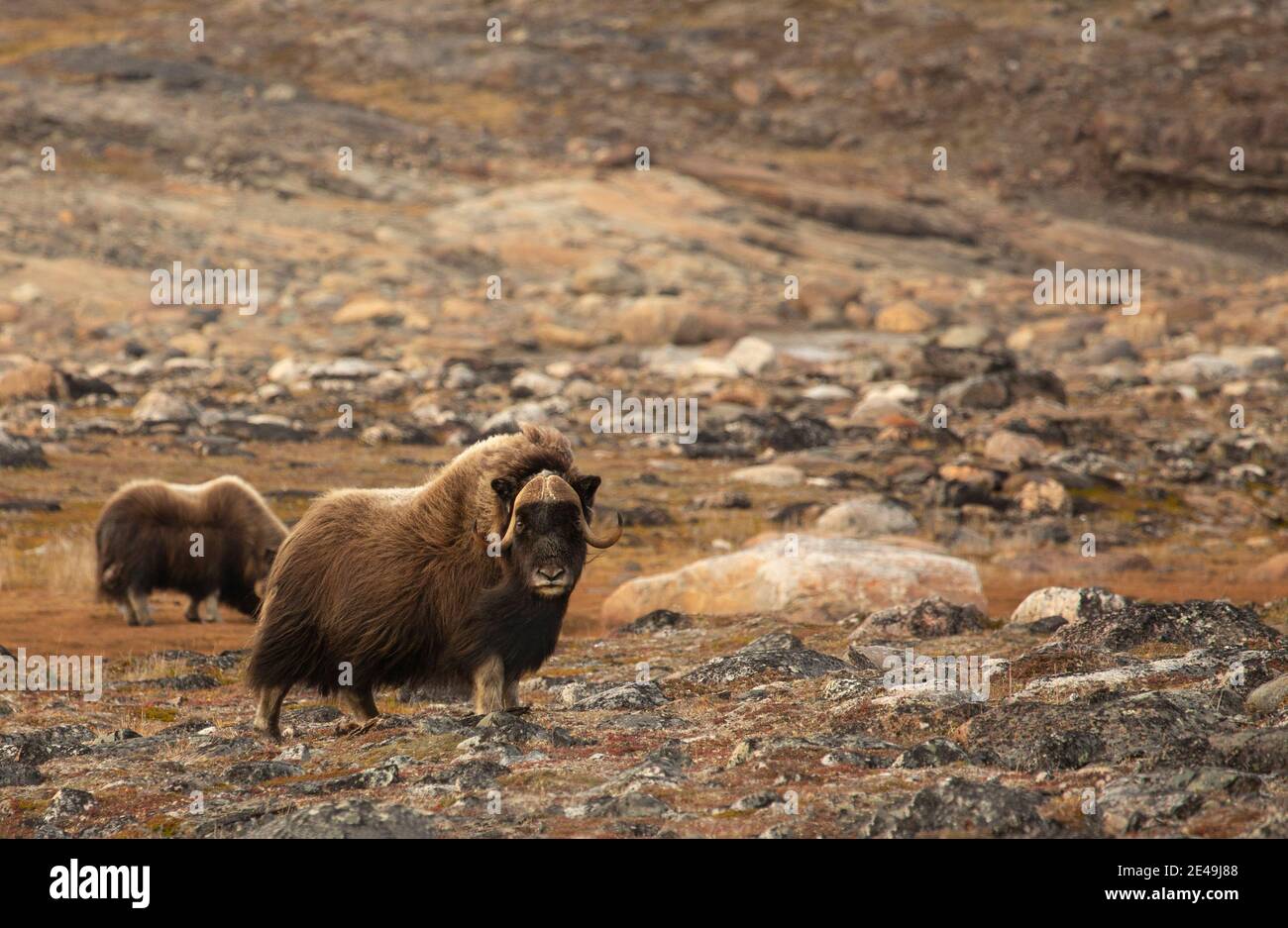 Muskox Ungava Bay Foto Stock