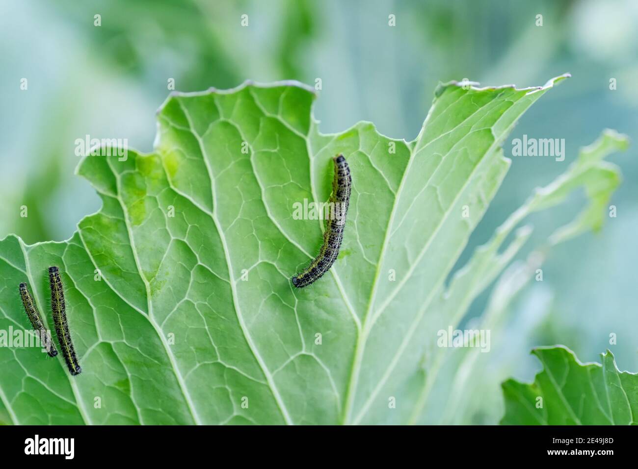 I bruchi delle larve della farfalla del cavolo mangiano le foglie del cavolo bianco. Parassiti in complotti di giardino. Messa a fuoco selettiva. Primo piano. Foto Stock