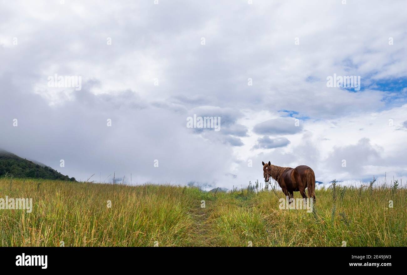 Cavallo solitario in attesa sulla cresta di prateria contro un ampio sfondo di nuvole Foto Stock