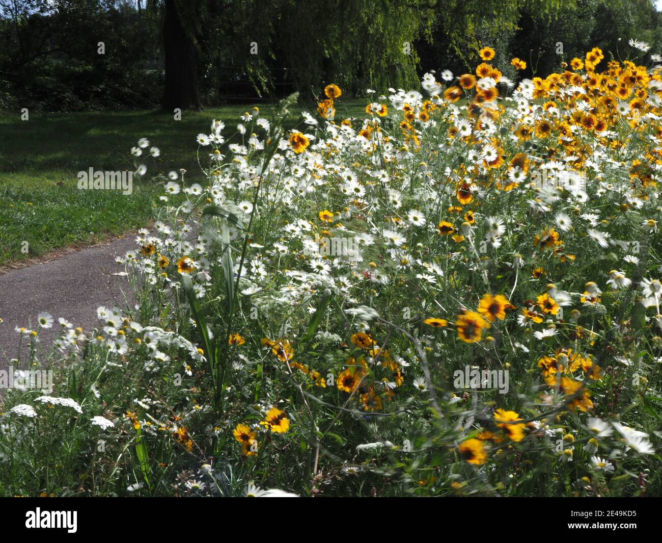 fiori selvatici piantati per invilorare gli insetti in una riva stradale Foto Stock