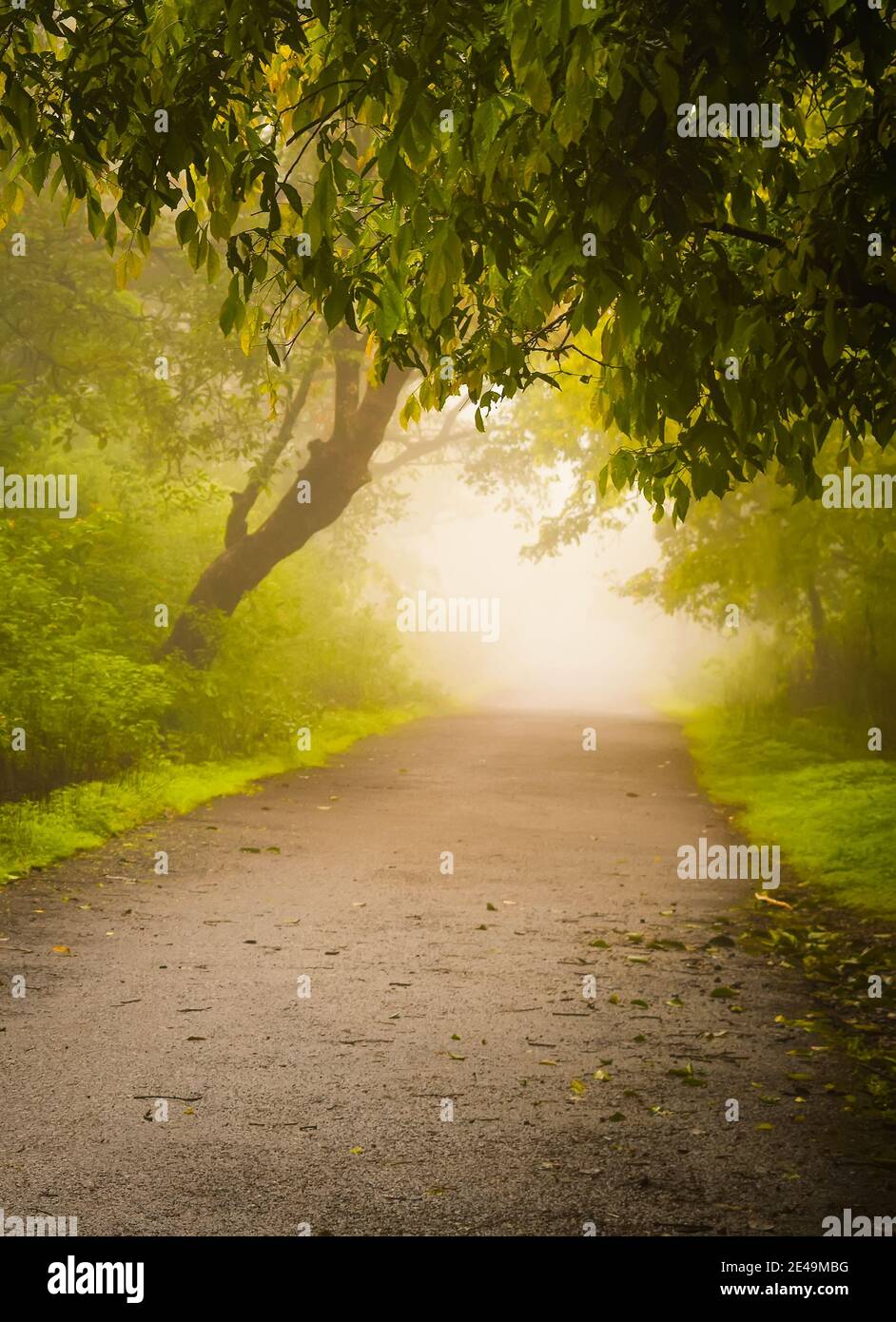 Strada foggosa al mattino con erba verde e alberi durante la stagione delle piogge. Foto Stock