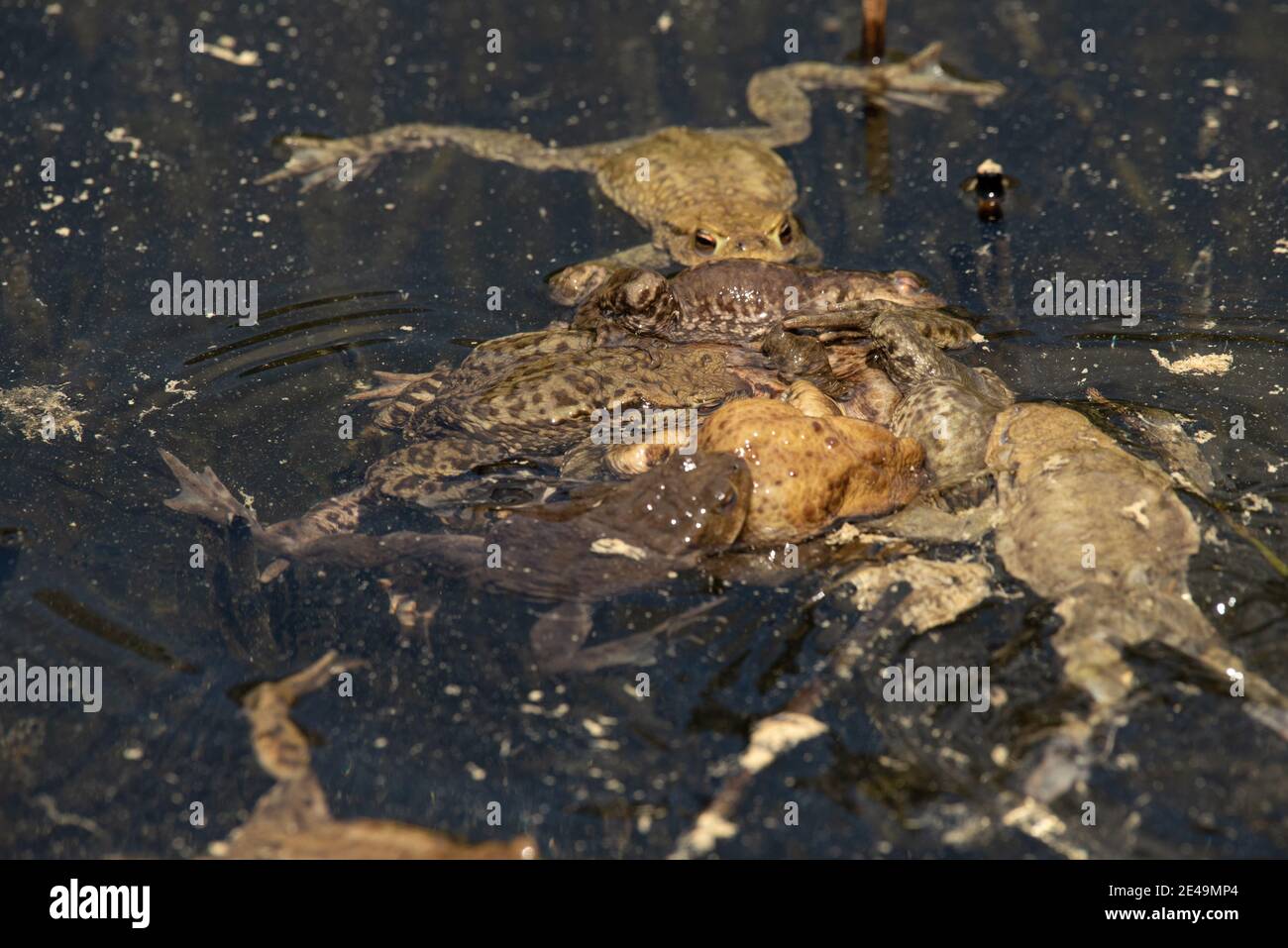 Grandi rane nell'acqua di un lago Foto Stock
