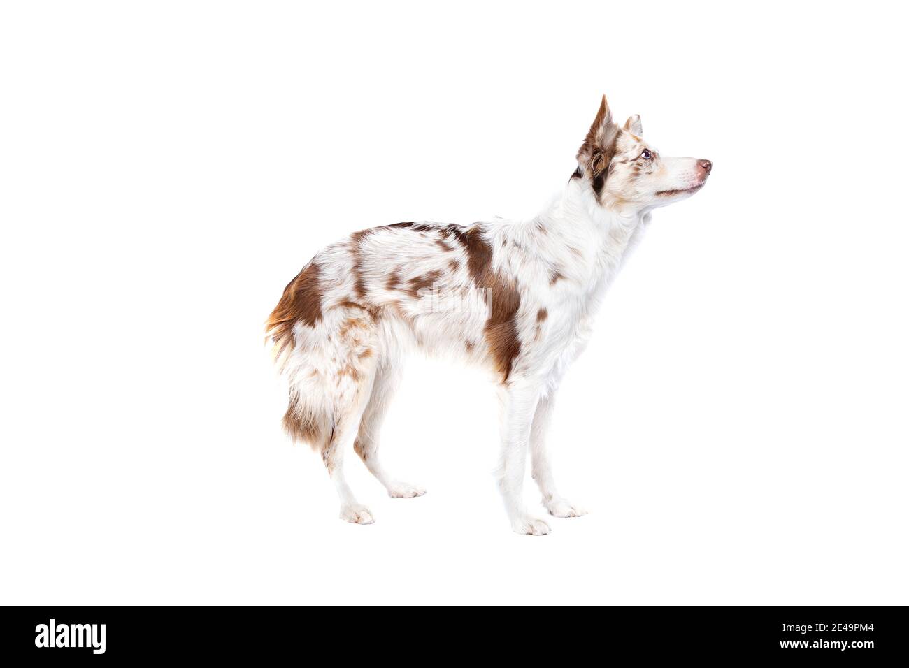 Red merle bordo collie cane di fronte a un bianco backgrond Foto Stock