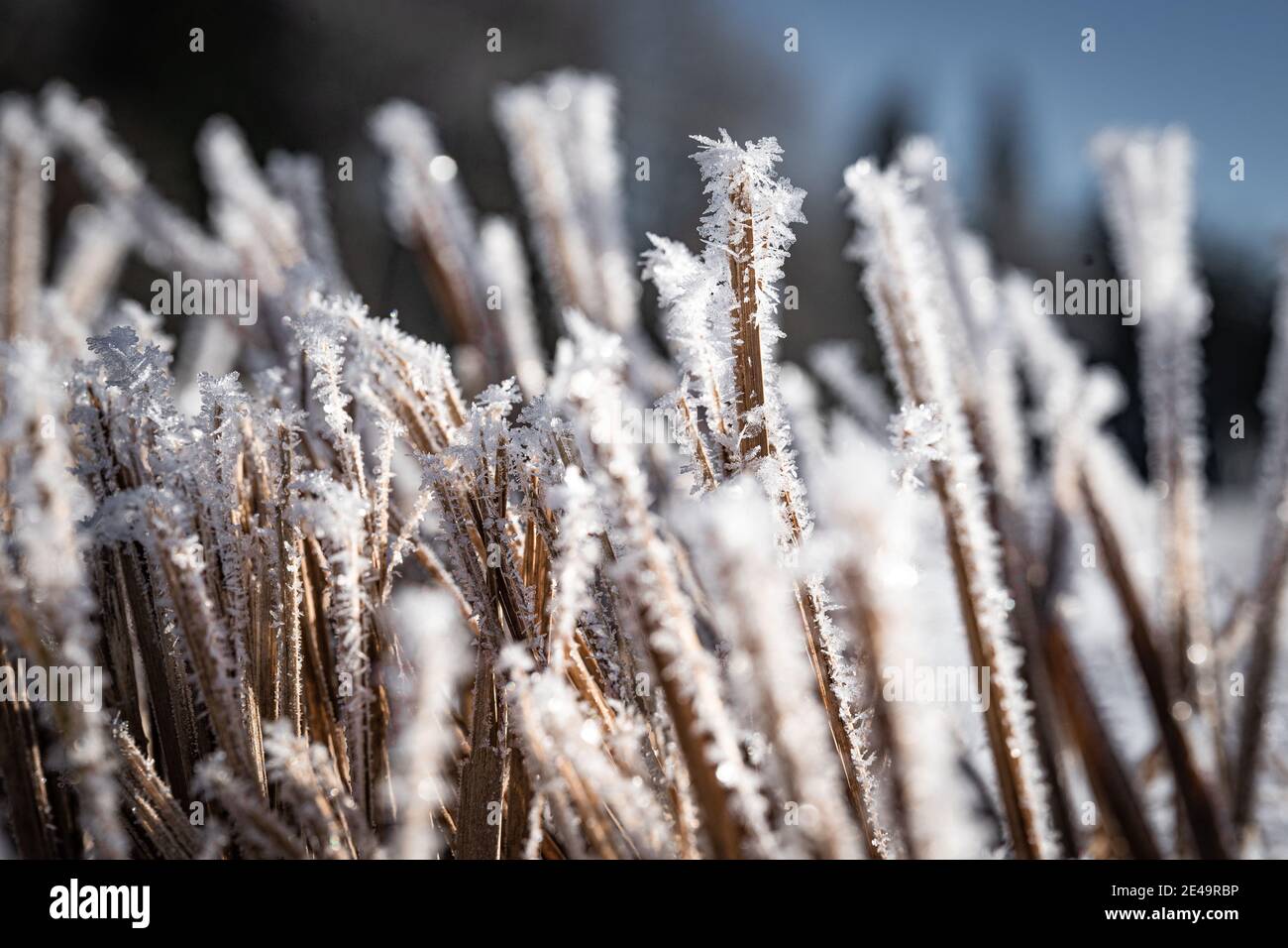 Macro colpo di cristalli di neve su una lama di erba Foto Stock