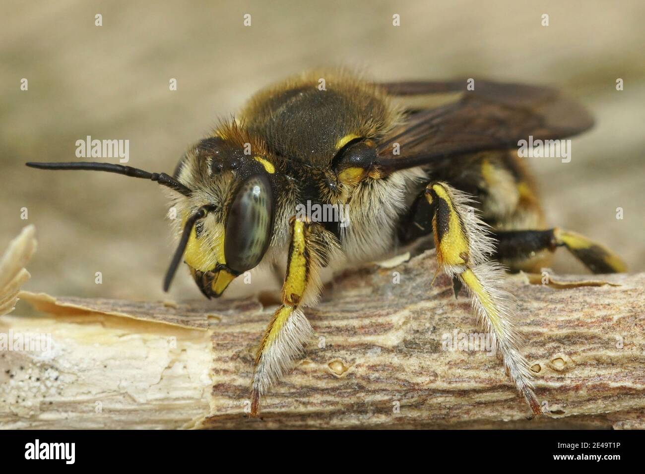 Primo piano di un'ape comune maschile di carder, Anthidium manicatum Foto Stock