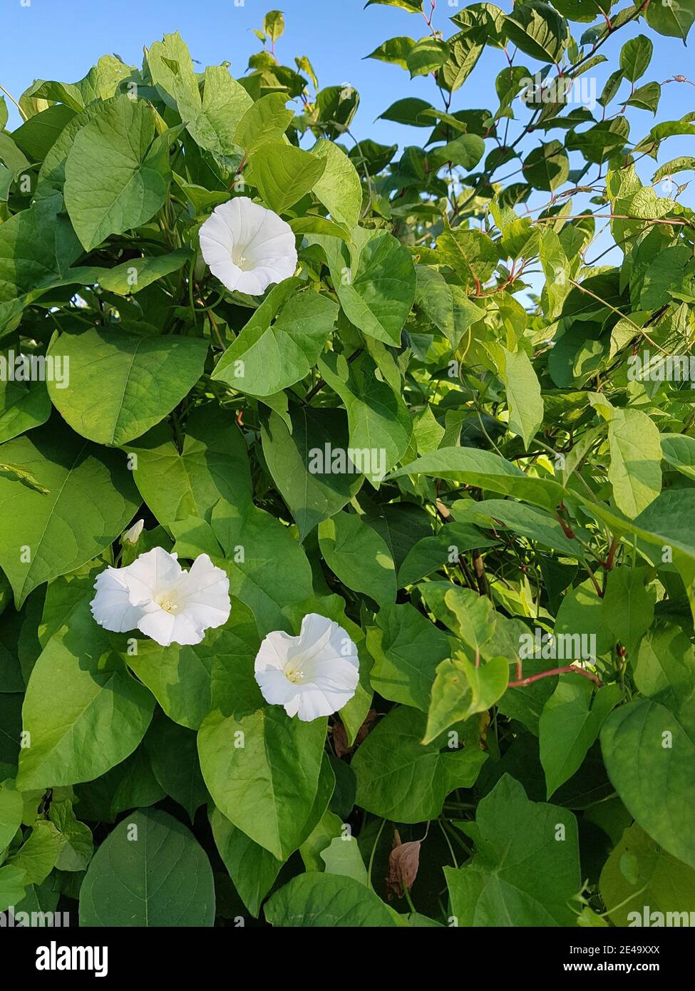 Bindweed bianco strisciante Foto Stock