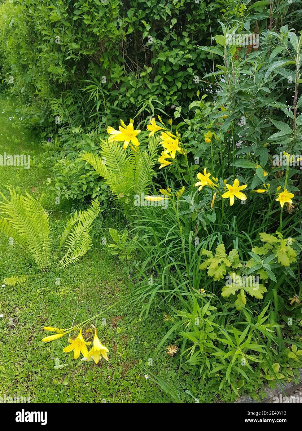 Gigli gialli sul bordo del giardino Foto Stock