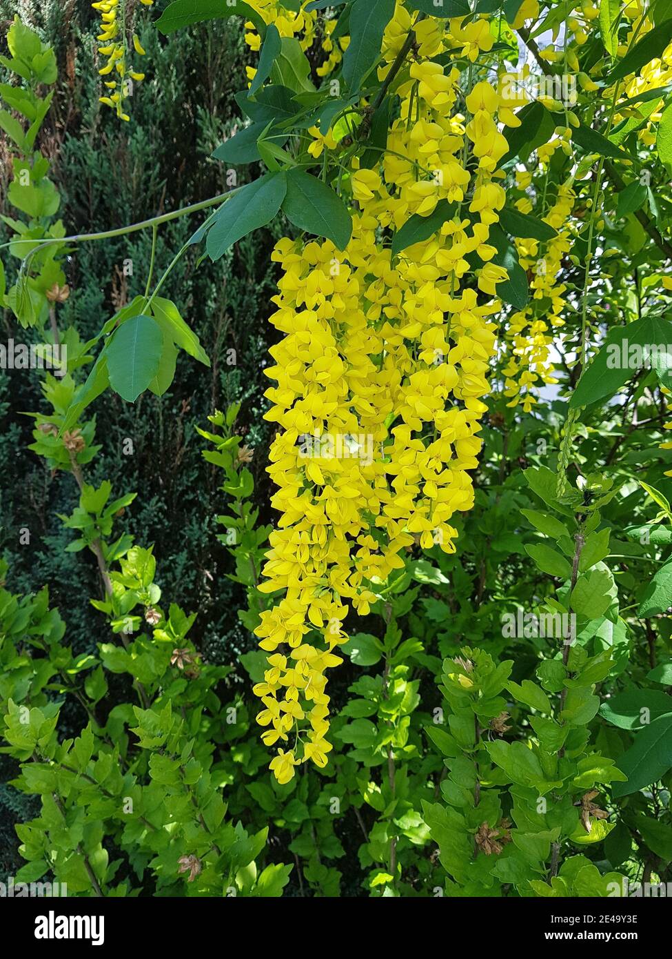 Laburnum in giardino, dettaglio Foto Stock