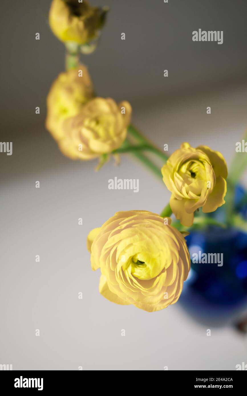 Fiori di ranunculus gialli Moody in vaso blu Foto Stock