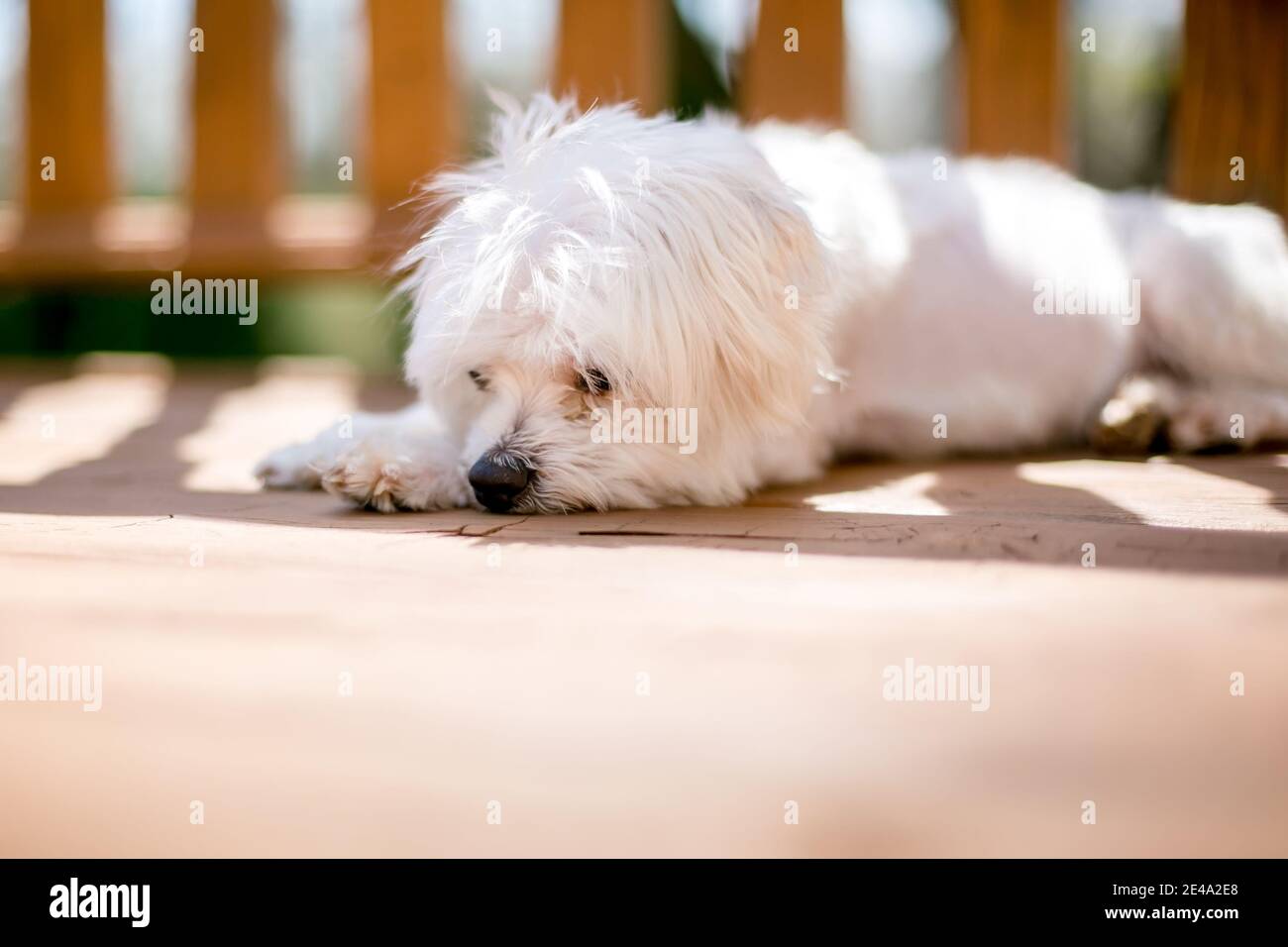 Un cane maltese bianco scruffy che dorme all'aperto Foto Stock