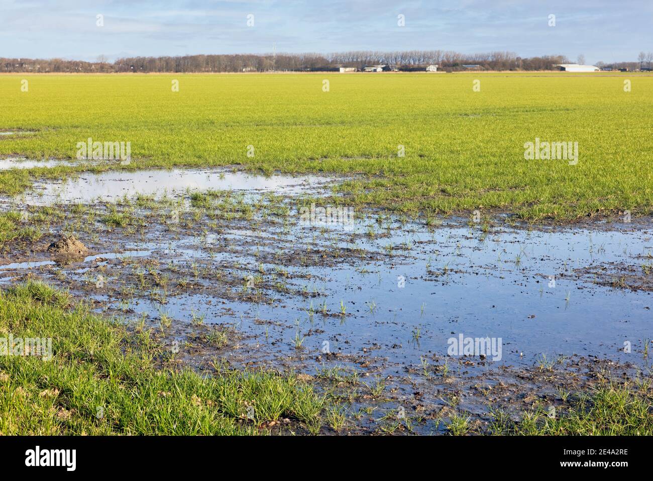 Paesaggio agricolo olandese con piscine d'acqua dopo una doccia a pioggia Foto Stock