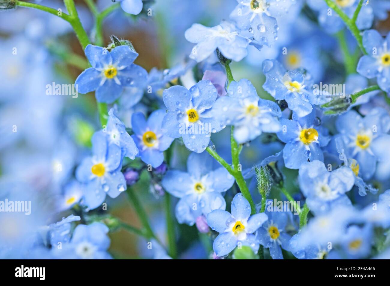 Graziosi fiori blu dimenticare-me-nots per buoni ricordi Foto Stock