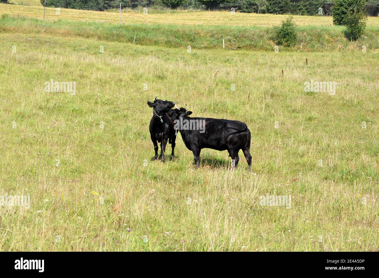 Mandria di vacche brune e nere su pascoli, Polonia orientale, Europa. Foto Stock