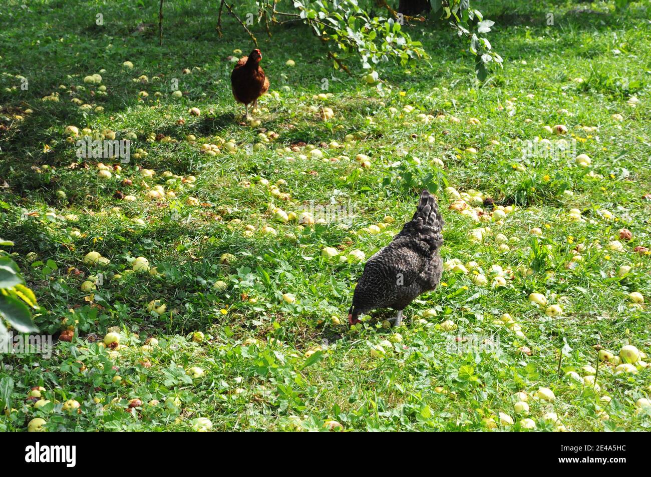 Una gallina in un frutteto di mele. Foto Stock