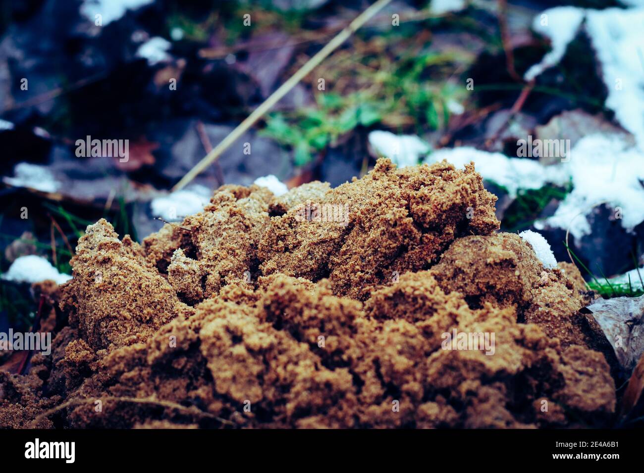 Collina di molehill appena rialzata fatta di sabbia su prato in inverno Foto Stock