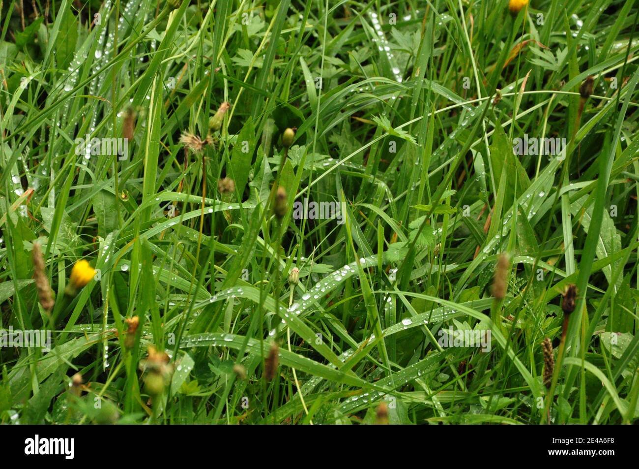Chiocciole di foglie d'erba ricoperte di gocce d'acqua. Foto Stock