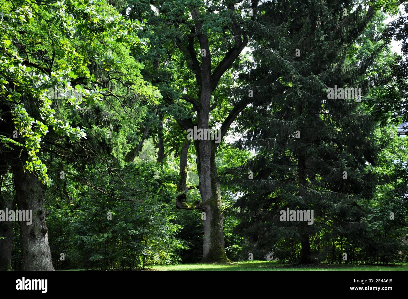 Il bordo della foresta di Białowieża Primeval in Polonia. Foto Stock