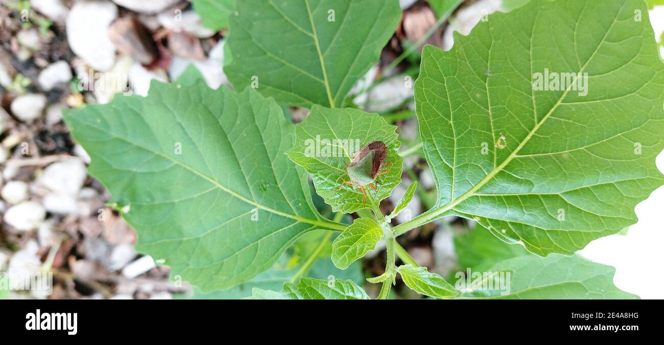 Nezara viridula, verde e bruno bug o beetle, São Paulo, Brasile Foto Stock