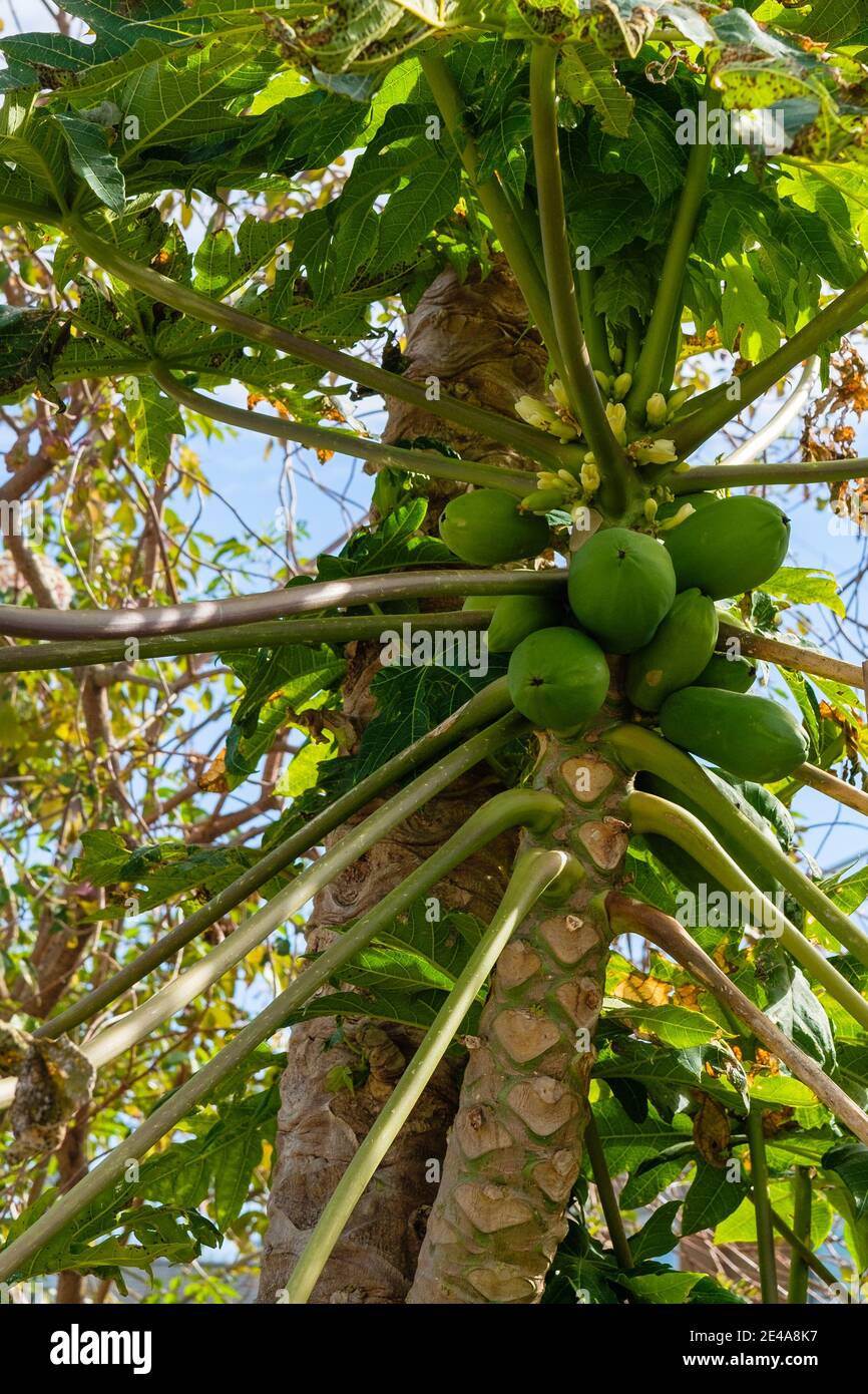 Papaya albero con frutta verde Foto Stock