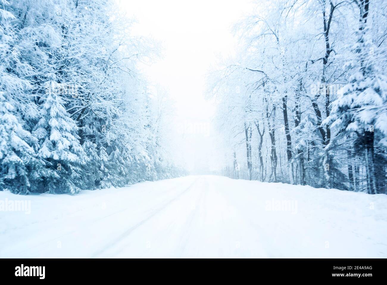 Strada invernale fredda e nevosa in montagna con sempreverdi blu durante la tempesta di neve. Foto Stock