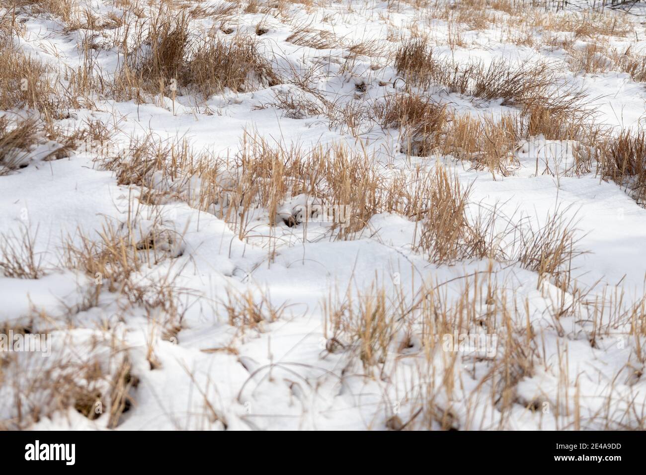 Coperta di neve erba Foto Stock