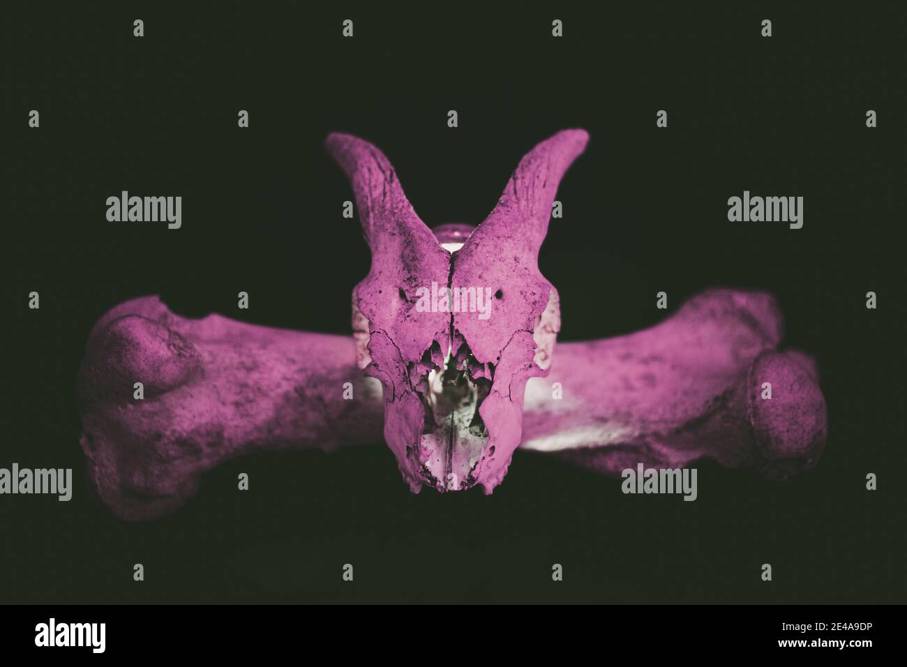 Cranio di capra con corna sull'osso dell'orso con luce viola su sfondo scuro. Foto Stock