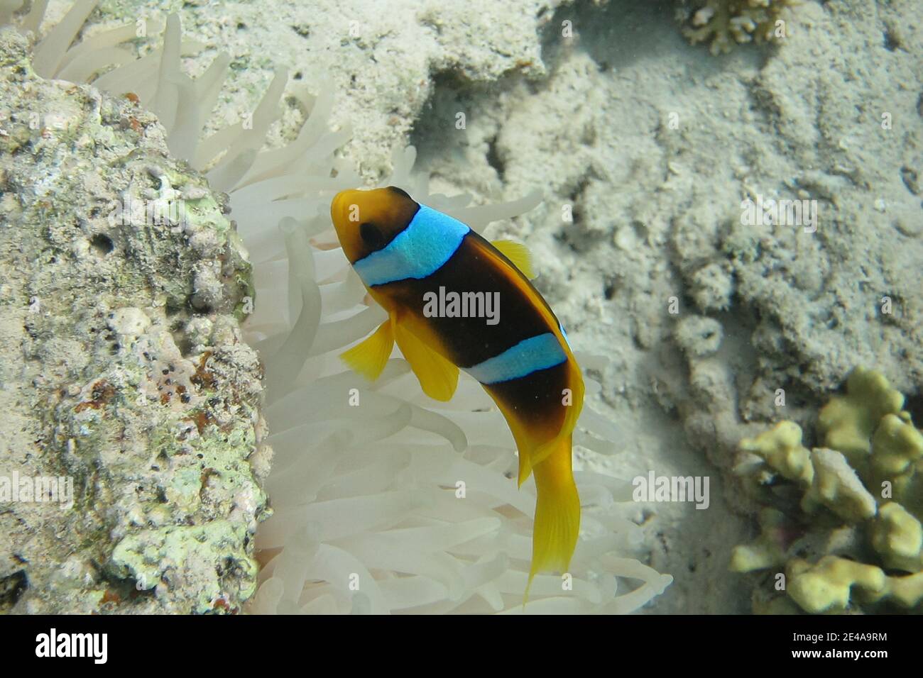 Unico pesce anemone del Mar Rosso in mare Foto Stock