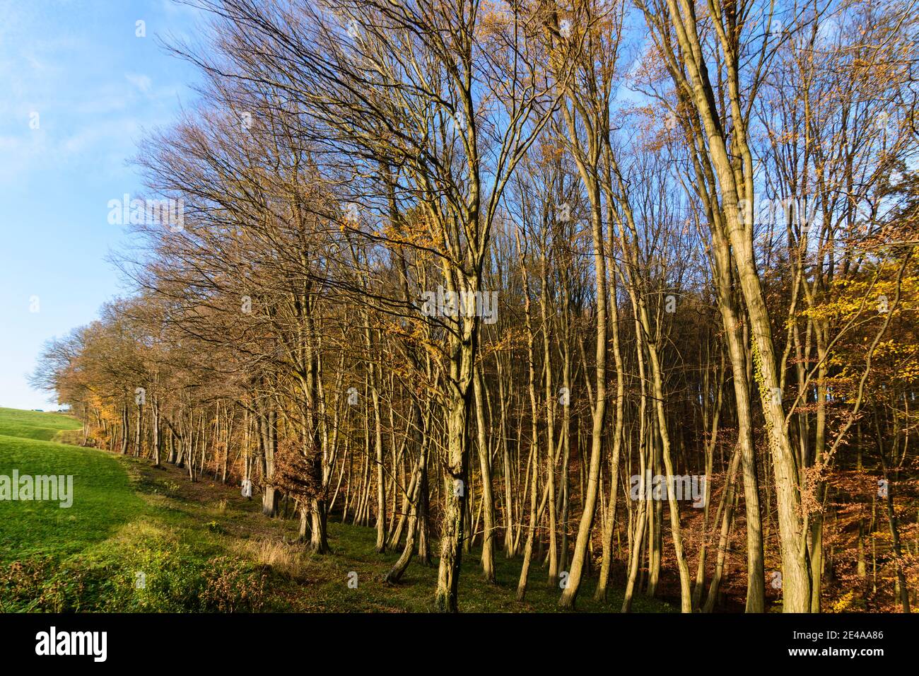 Tullnerbach, bordo della foresta di Wienerwald / Vienna Woods, Niederösterreich / bassa Austria, Austria Foto Stock