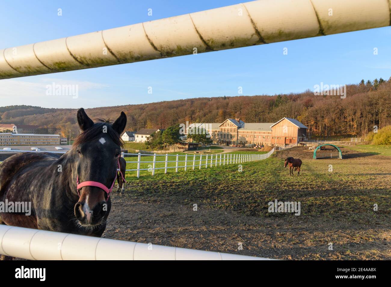 Tullnerbach, paddock e cavalli al Wienerwaldgymnasium di Wienerwald / Vienna Woods, Niederösterreich / bassa Austria, Austria Foto Stock