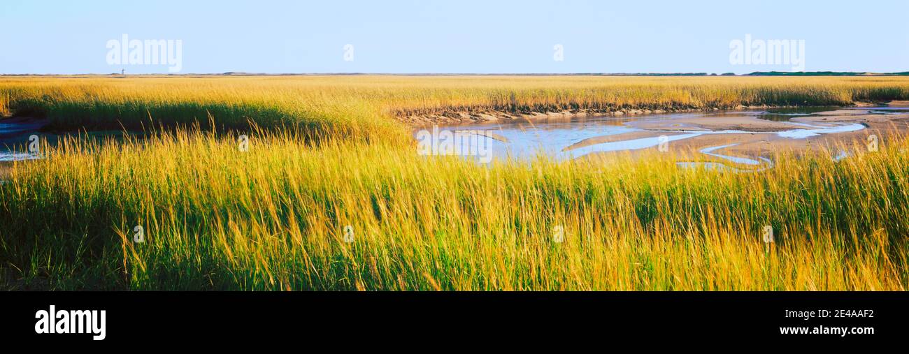 Vista del raccolto nel campo, Cape Cod, Massachusetts, Stati Uniti Foto Stock