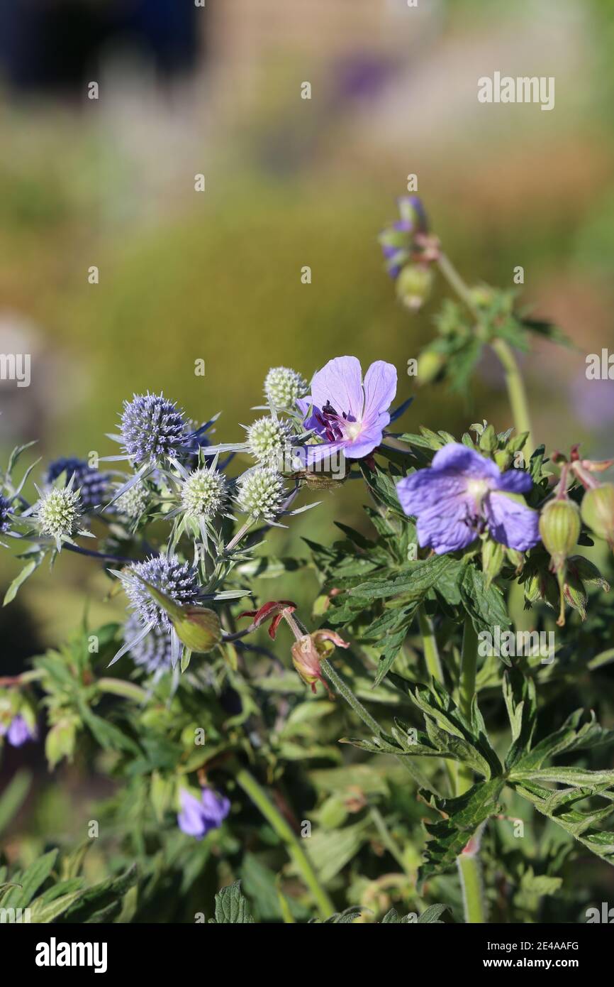 Eryngo blu (Eryngium planum) con becco di miraggio (Geranium Pratende) Foto Stock