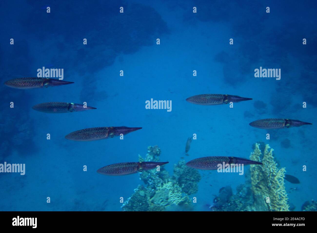 Molti calamari galleggiano nel Mar Rosso Foto Stock