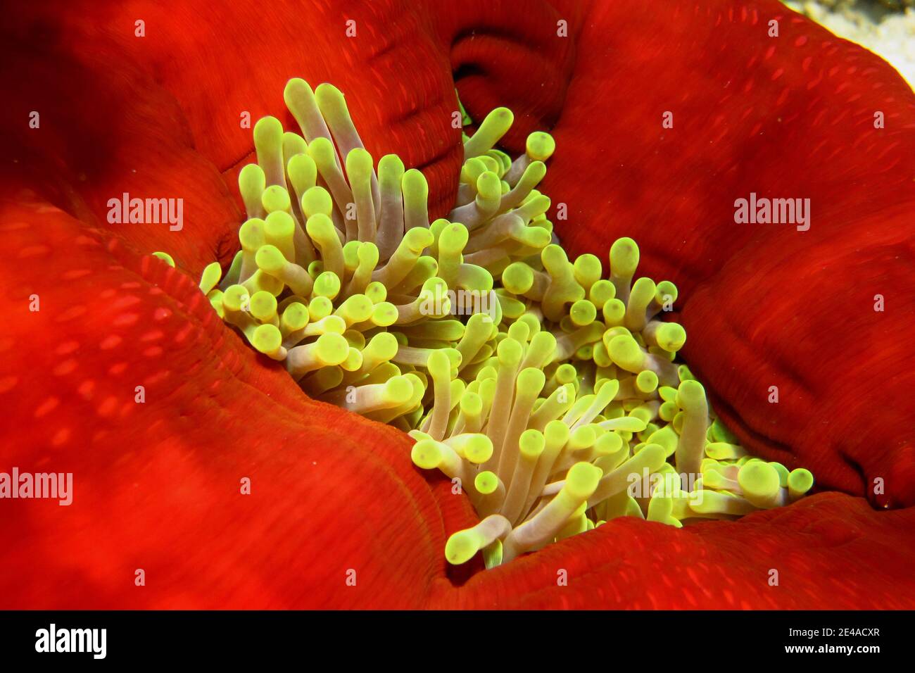 grande anemone rosso nella vista mare Foto Stock