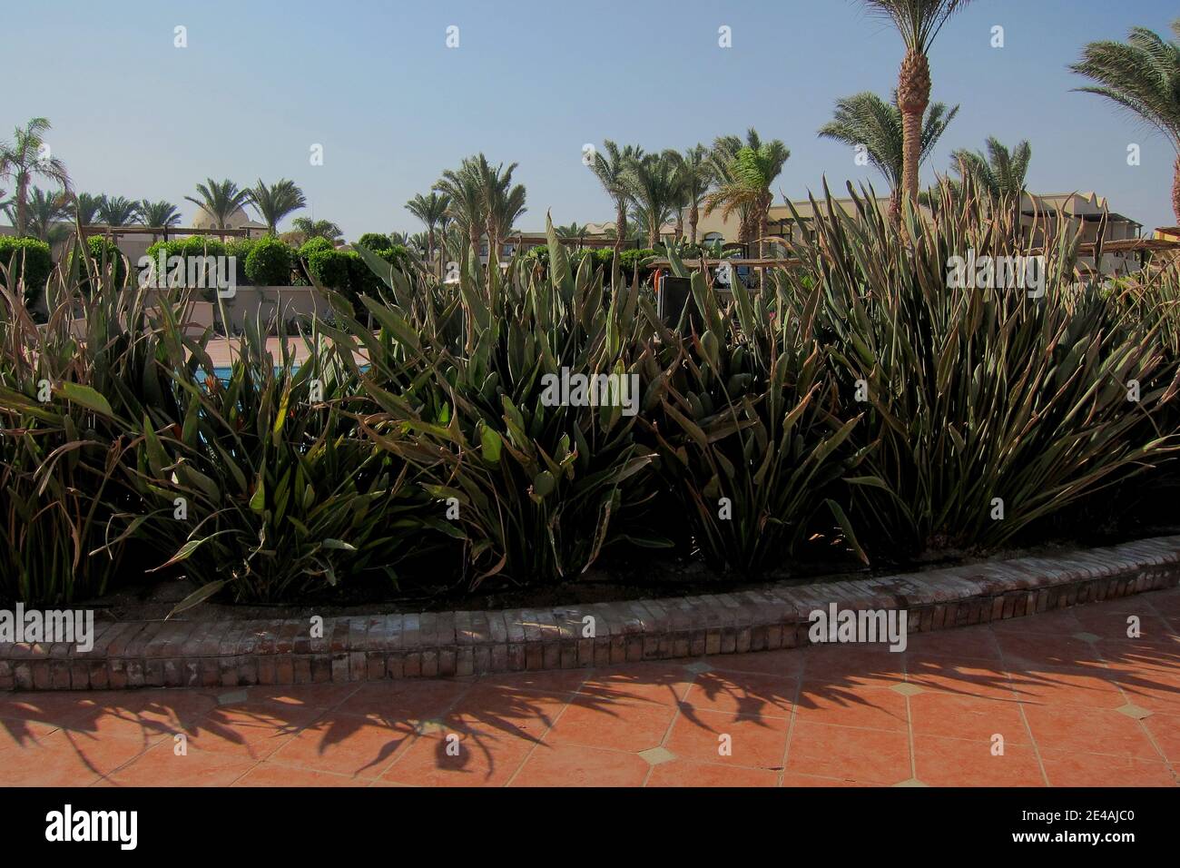 Molti uccelli di paradiso nel complesso alberghiero in Egitto Foto Stock