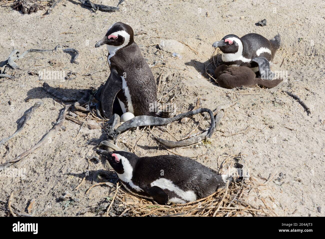 Pinguini africani (Speniscus demersus), Boulders Beach o Boulders Bay, Simons Town, Sud Africa, Oceano Indiano Foto Stock