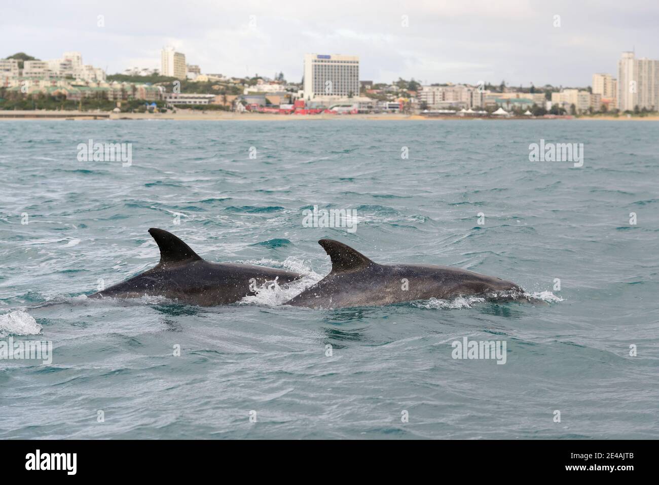 Delfino a collo di bottiglia (Tursiops truncatus) nella baia al largo di Port Elizabeth, Baia di Algoa, Baia di Nelson Mandela, Sudafrica, Oceano Indiano Foto Stock