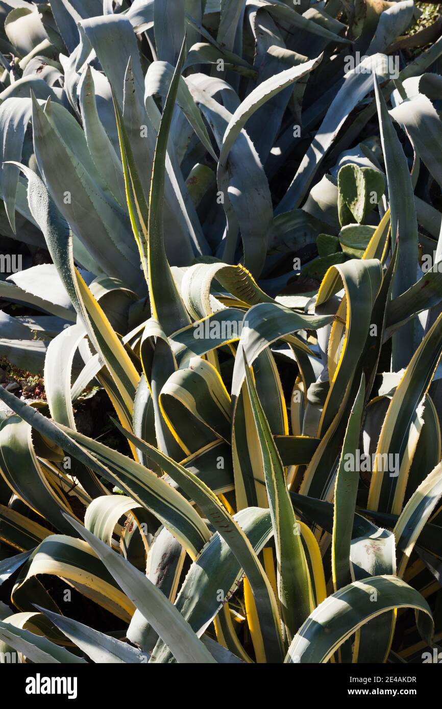 Vista ad alto angolo di piante, Calvi, la Balagne, Haute-Corse, Corsica, Francia Foto Stock