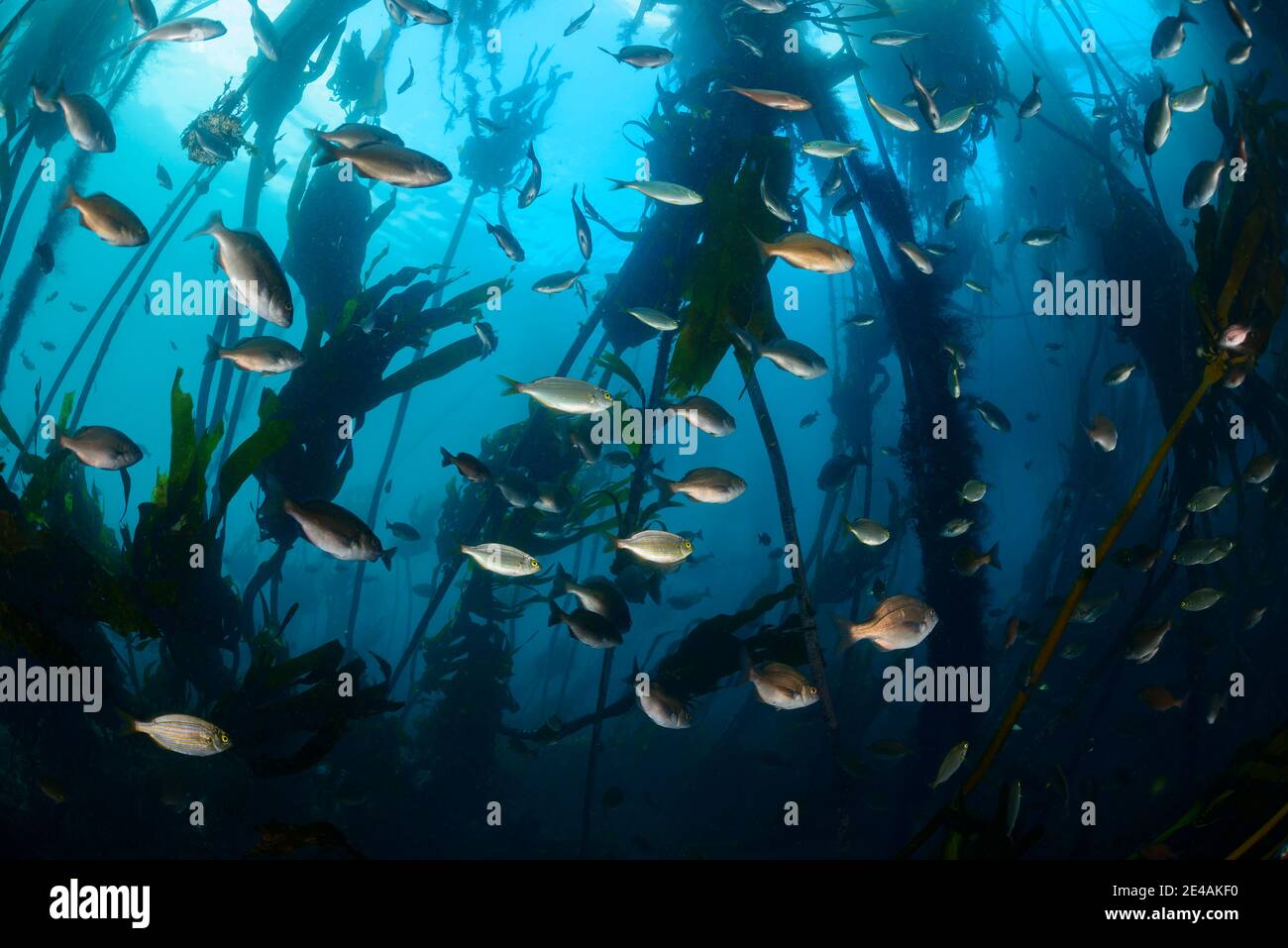 Orate di mare Hottentot (Pachymetopon blochii) e salti dorati (Sarpa salpa), scuola di pesce nelle alghe, False Bay, Simons Town, Sudafrica, Oceano Indiano Foto Stock