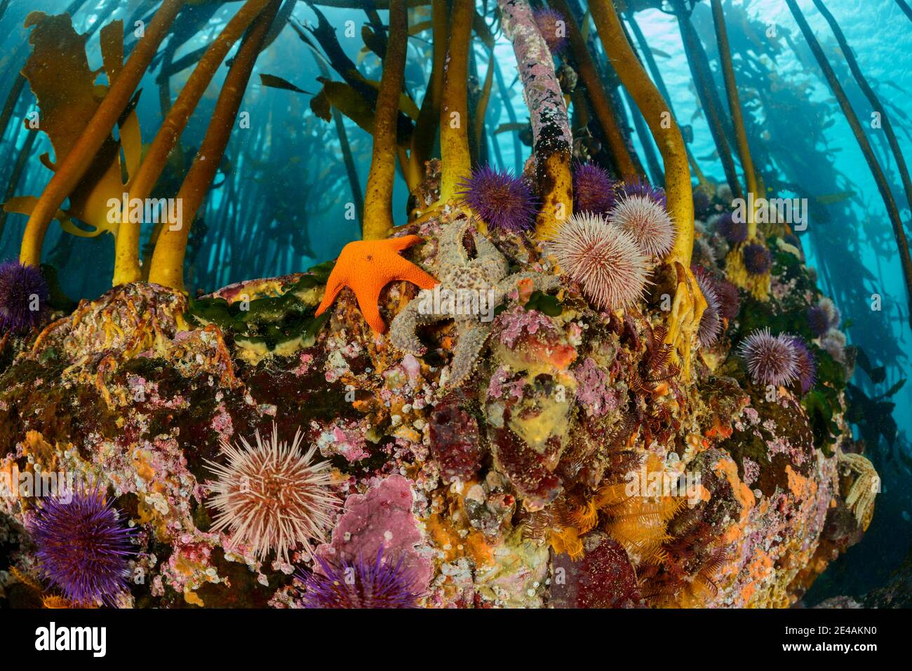 Foresta di kelp (Ecklonia maxima) con ricci di mare e stelle marine, False Bay, Simons Town, Sud Africa, Oceano Indiano Foto Stock
