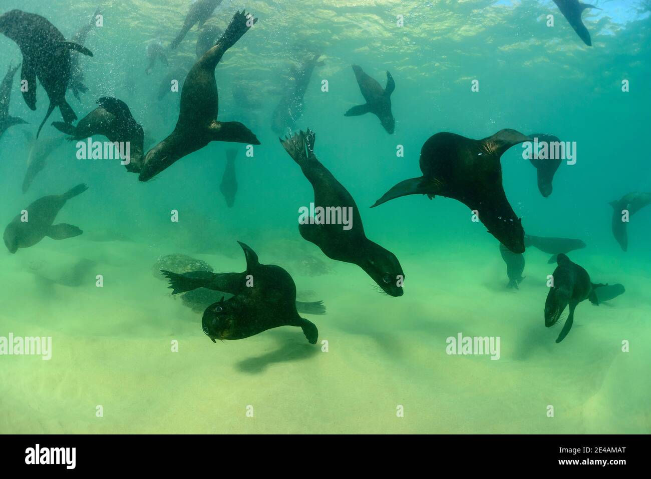 Foca da pelliccia sudafricana (Arctocephalus pusillus pusillus), Baia di Plettenberg, Sudafrica, Oceano Indiano Foto Stock