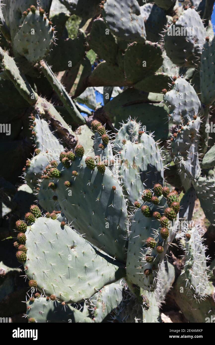 Primo piano di impianti di cactus, Filitosa, Corse-Du-Sud, Corsica, Francia Foto Stock