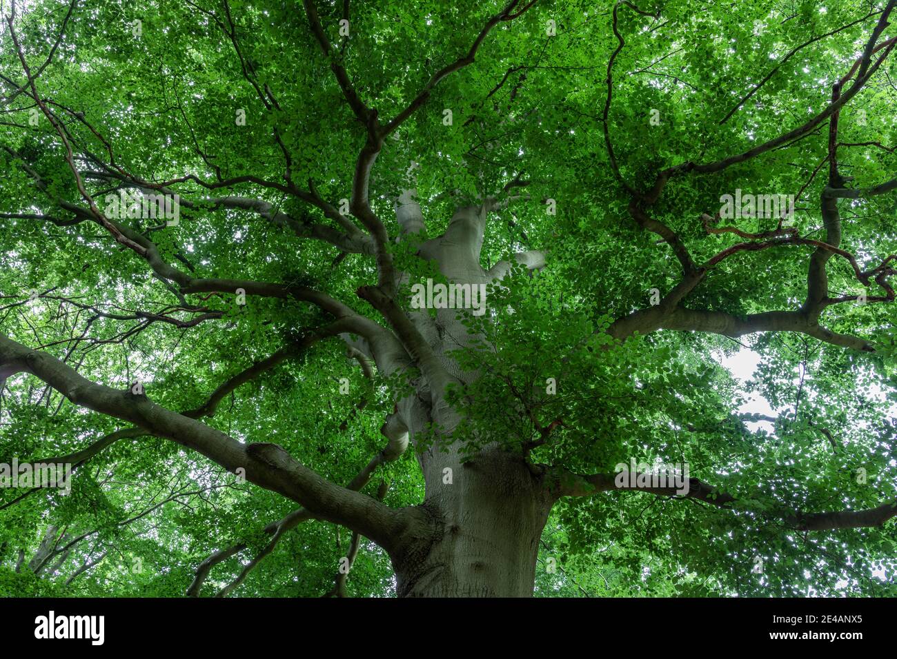 Albero deciduo, vista sulla cima dell'albero Foto Stock
