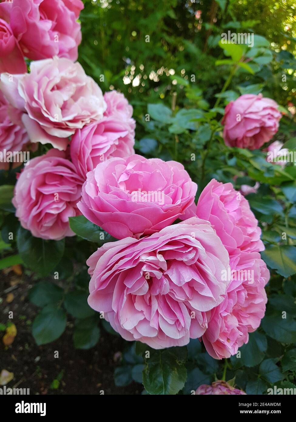 Rose rosa nel giardino, dettaglio Foto Stock